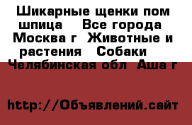 Шикарные щенки пом шпица  - Все города, Москва г. Животные и растения » Собаки   . Челябинская обл.,Аша г.